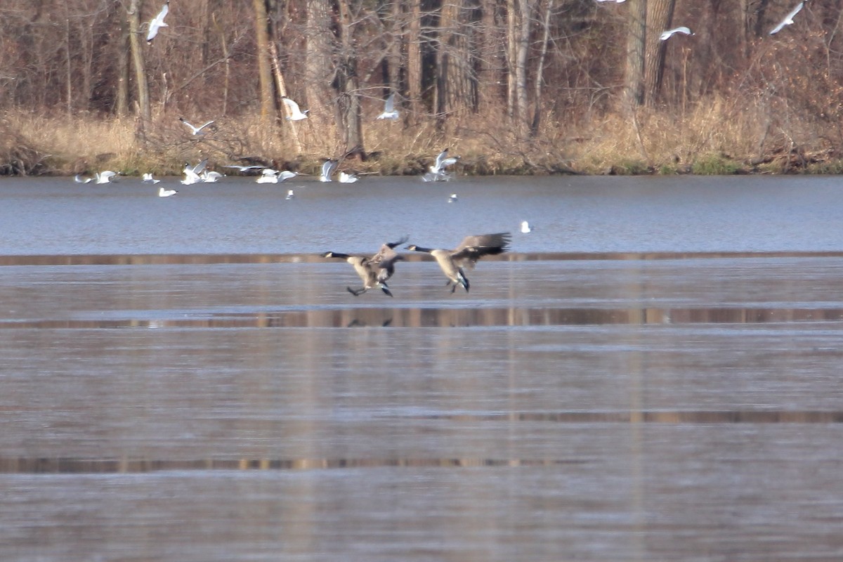 Canada Goose - ML644680318