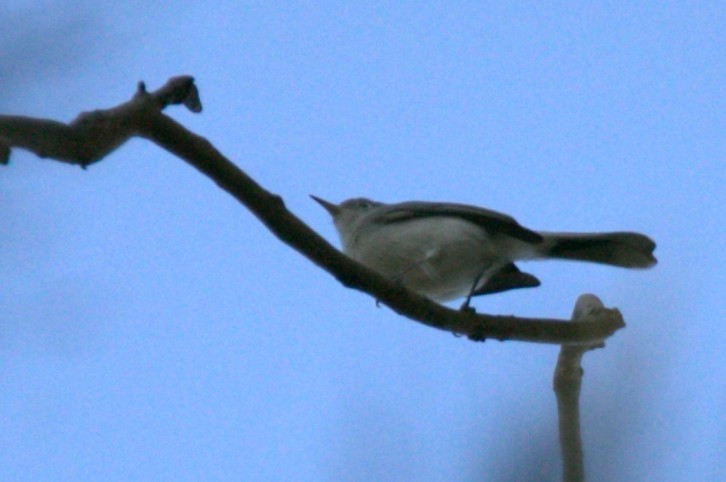 Blue-gray Gnatcatcher - ML644680319