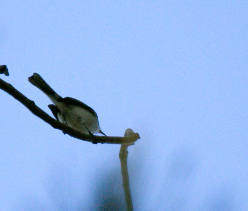 Blue-gray Gnatcatcher - ML644680320