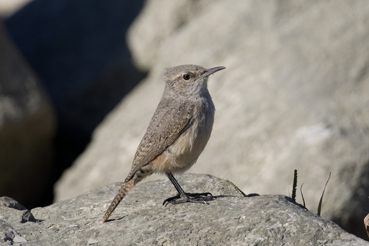 Rock Wren - ML644680321