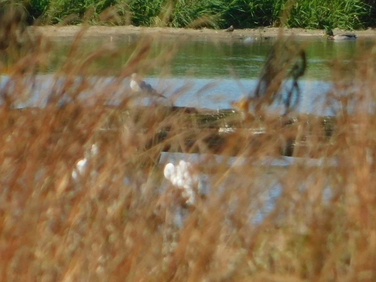 Mallard - ML644680322