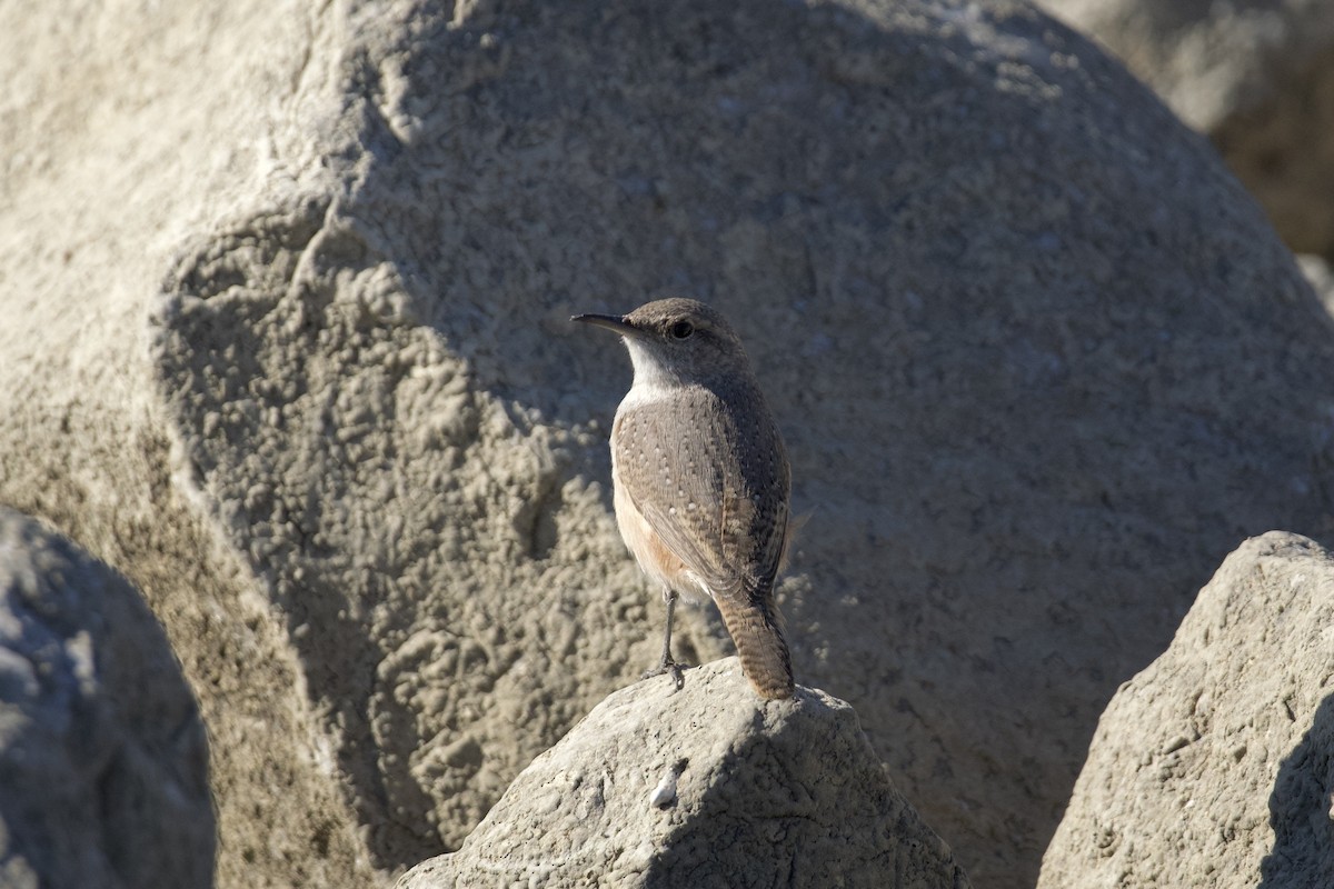 Rock Wren - ML644680323