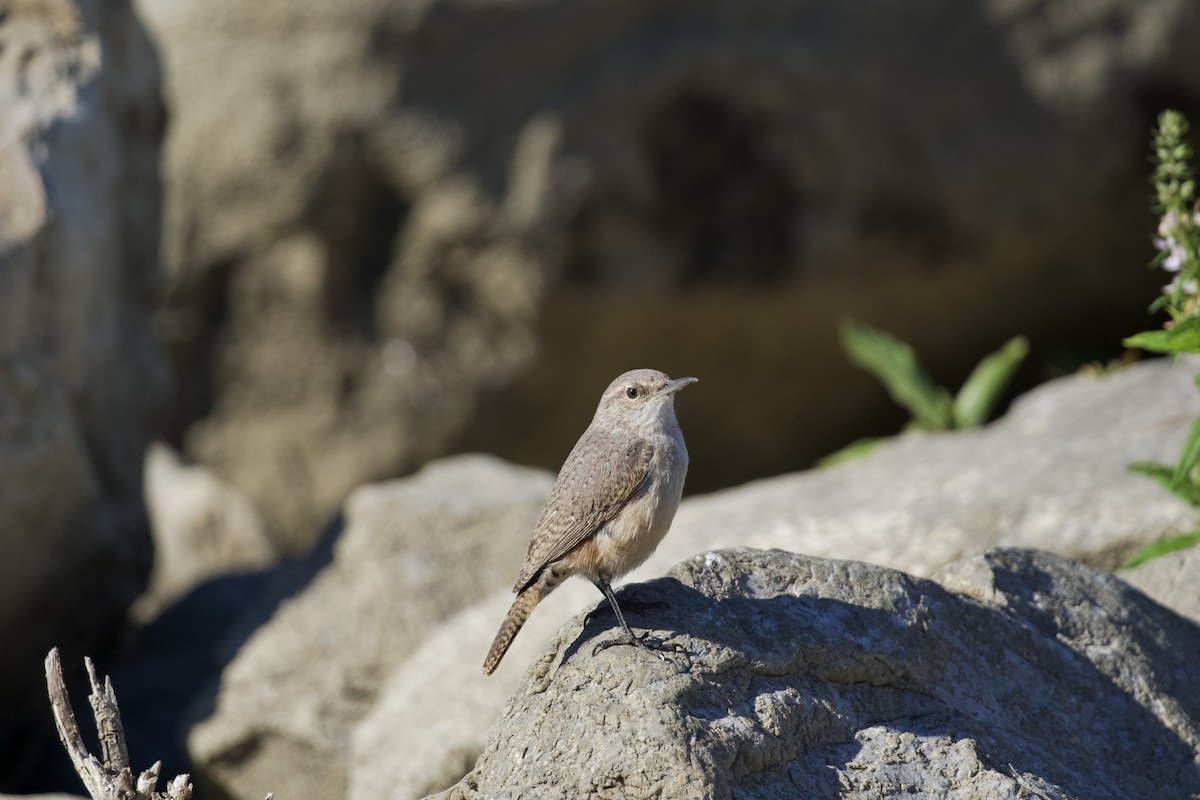Rock Wren - ML644680324