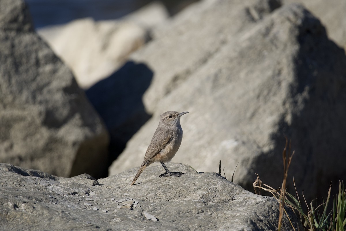 Rock Wren - ML644680325