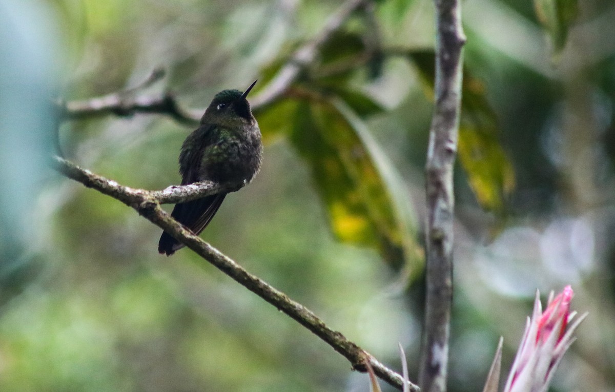 Tourmaline Sunangel - ML644680326