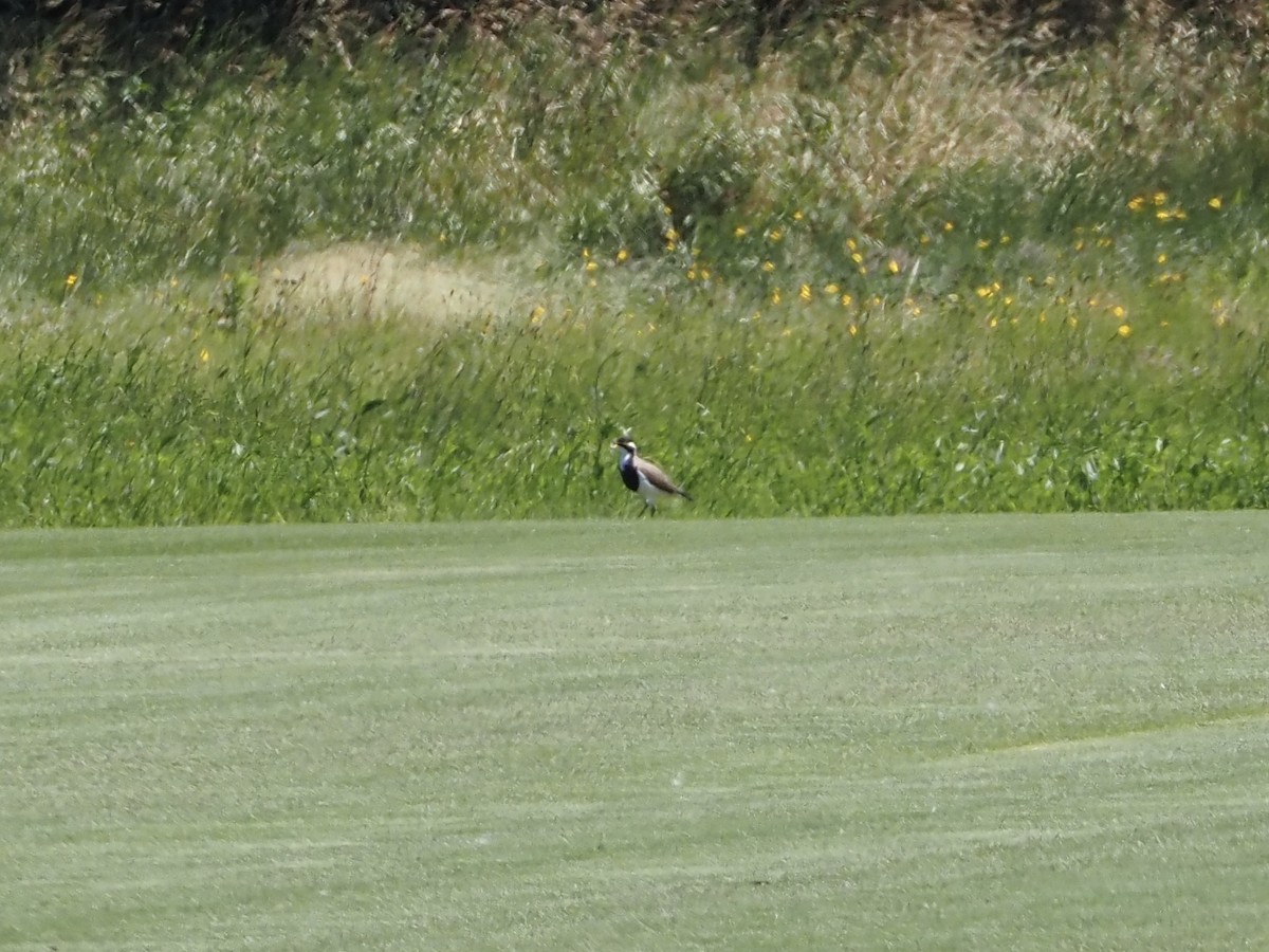 Banded Lapwing - ML644680327