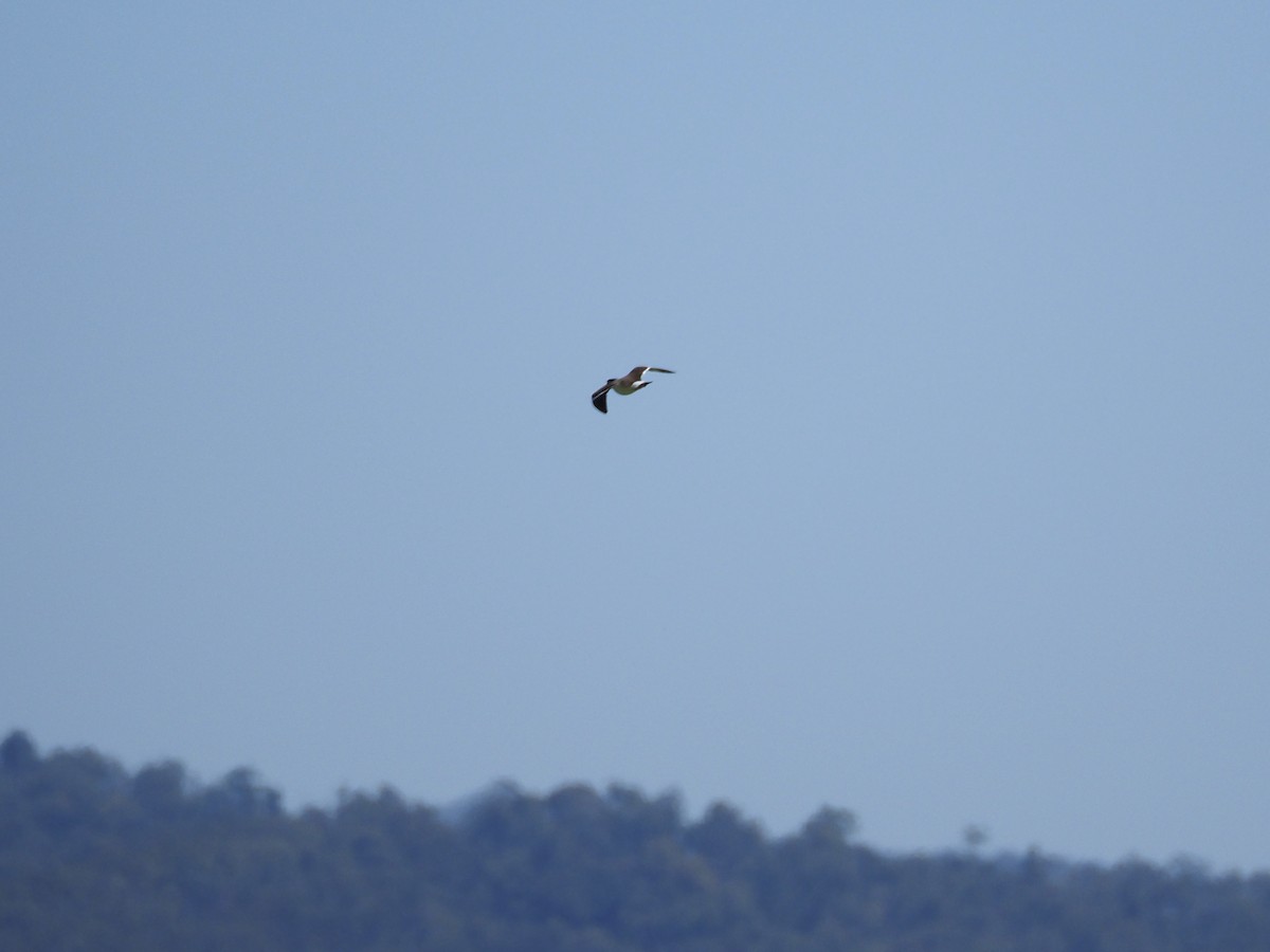 Banded Lapwing - ML644680328