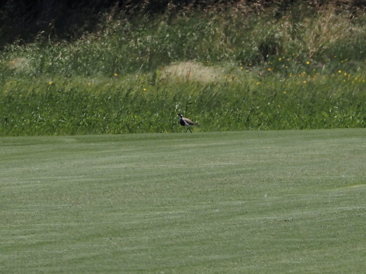 Banded Lapwing - ML644680329
