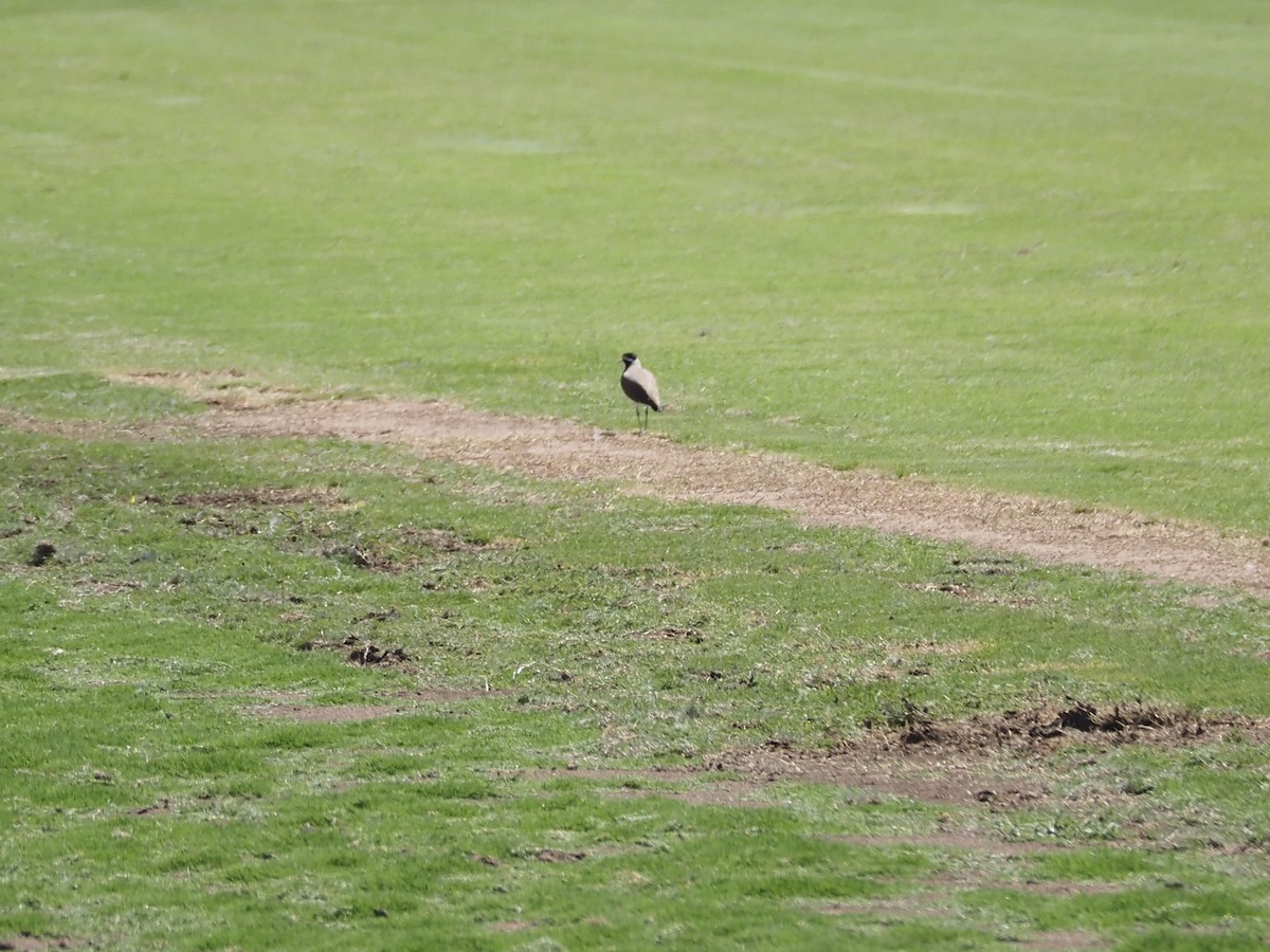 Banded Lapwing - ML644680330
