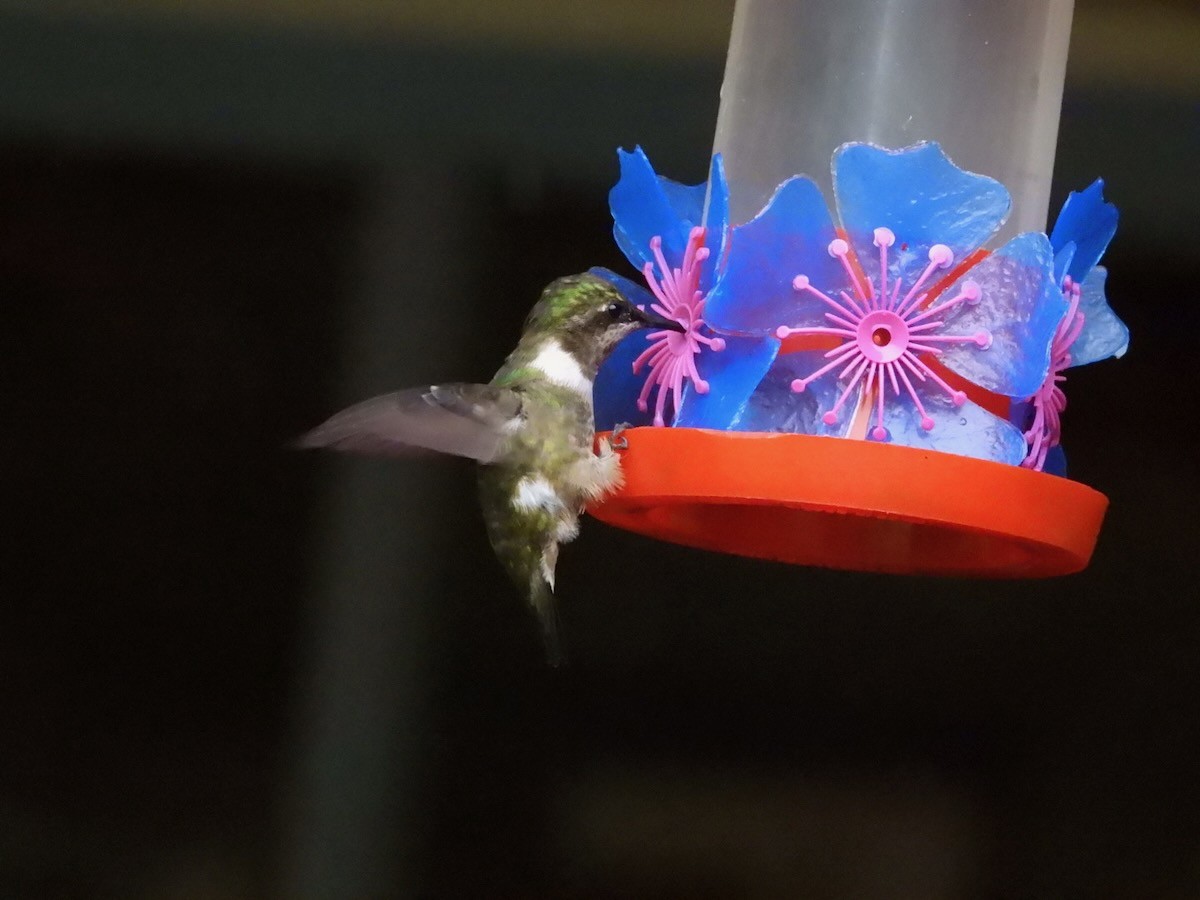 Colibri améthyste - ML644680331