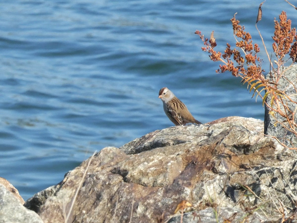 White-crowned Sparrow - ML644680332