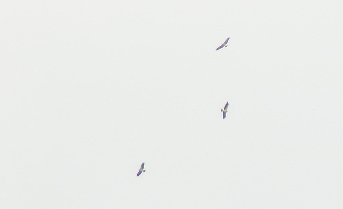 Swainson's Hawk - ML644680333