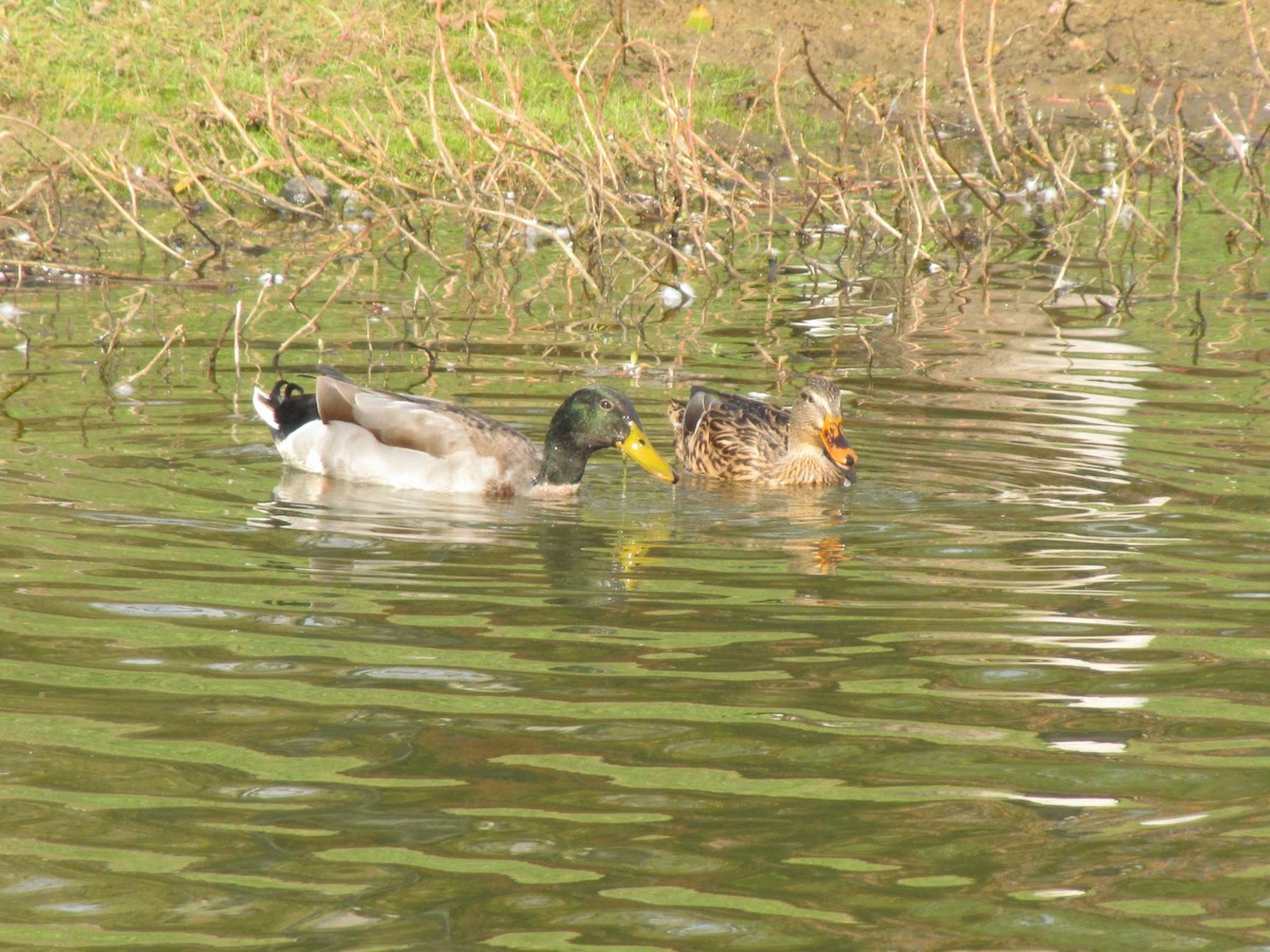 Mallard - ML644680334