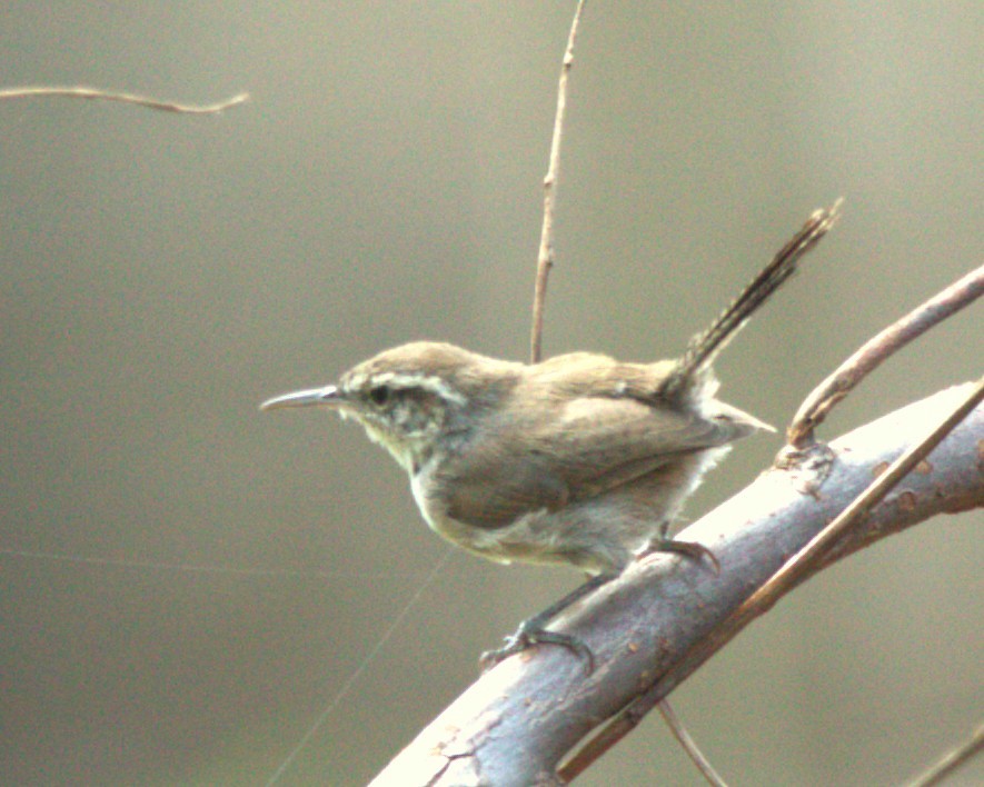 Bewick's Wren - ML644680337