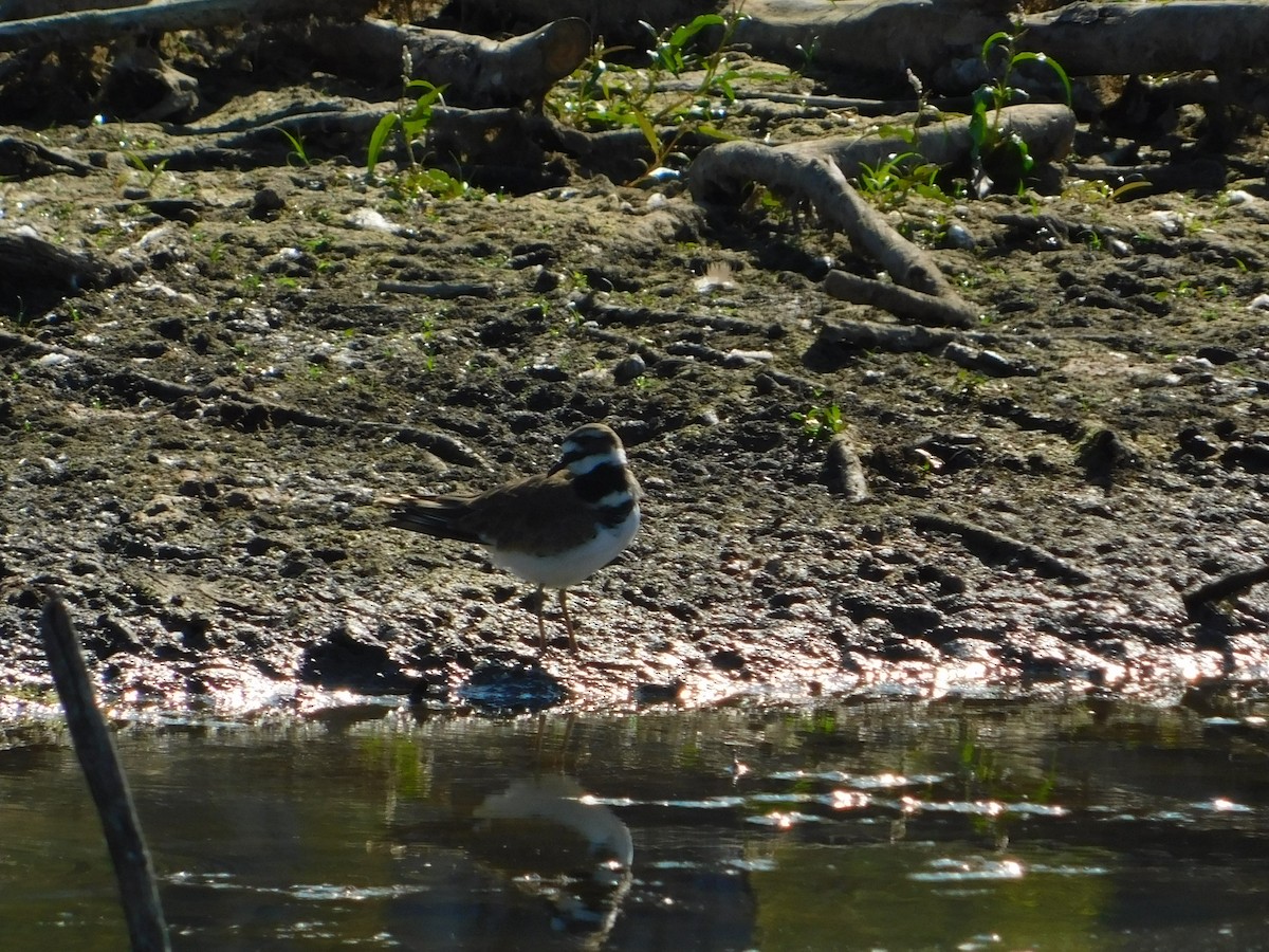 Killdeer - ML644680340