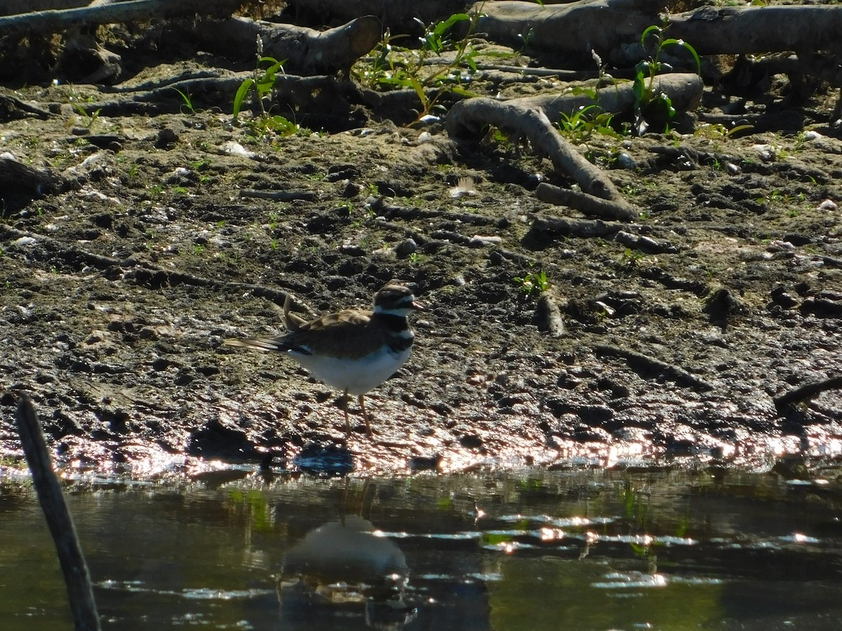 Killdeer - ML644680341