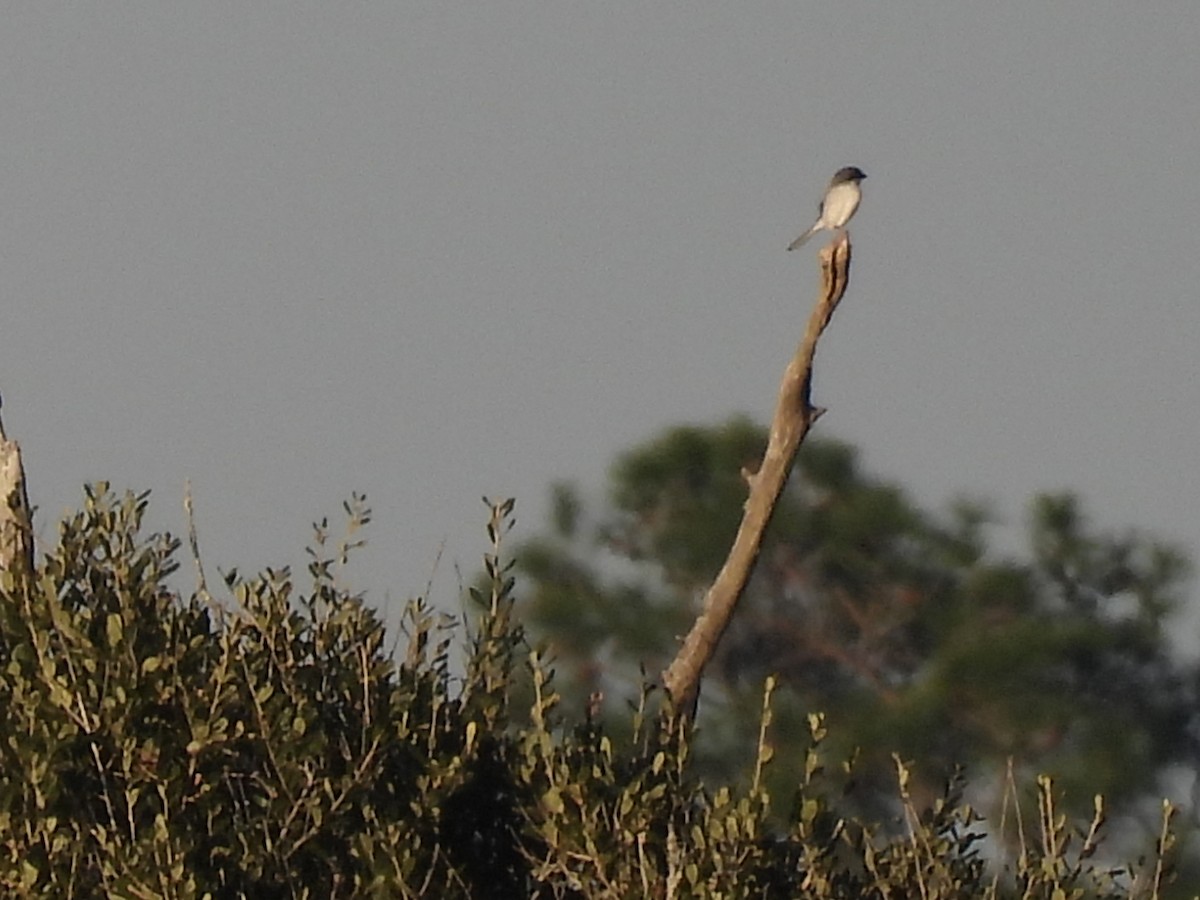 Loggerhead Shrike - ML644680342
