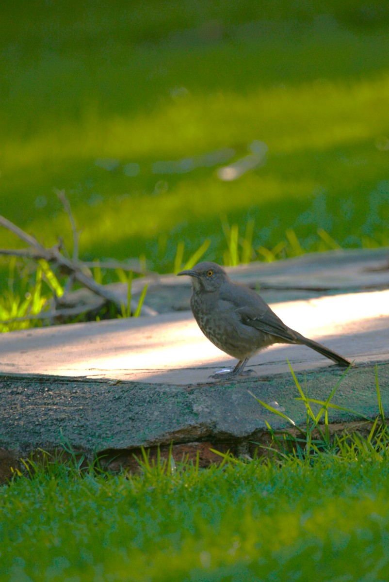 Curve-billed Thrasher - ML644680343