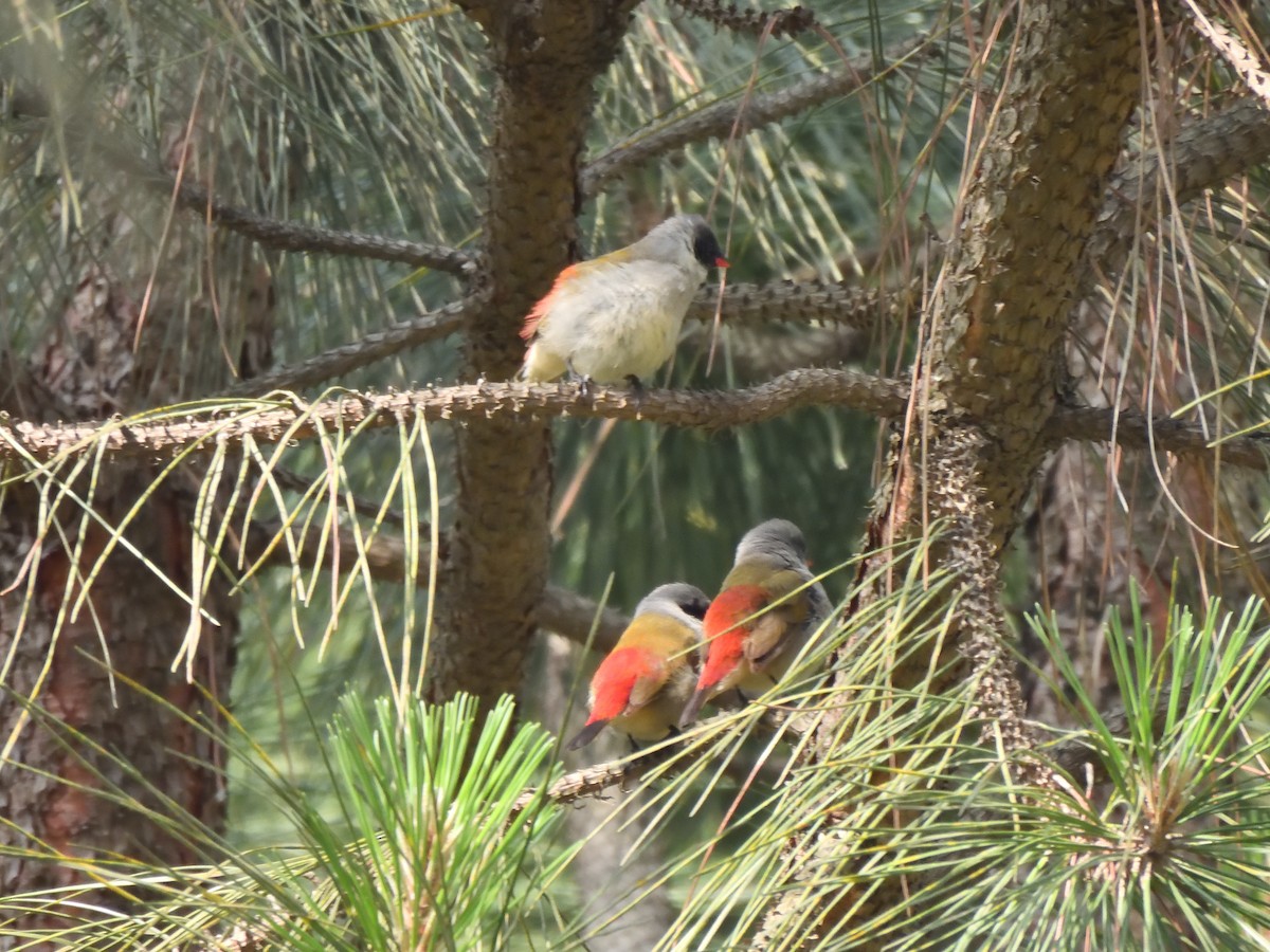 krattastrild - ML644680346