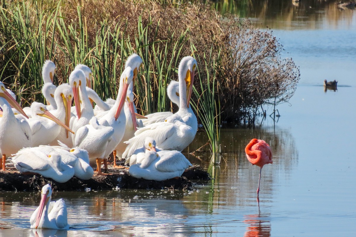 American Flamingo - ML644680347