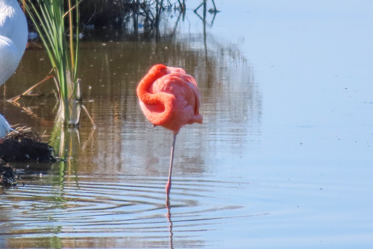 American Flamingo - ML644680348