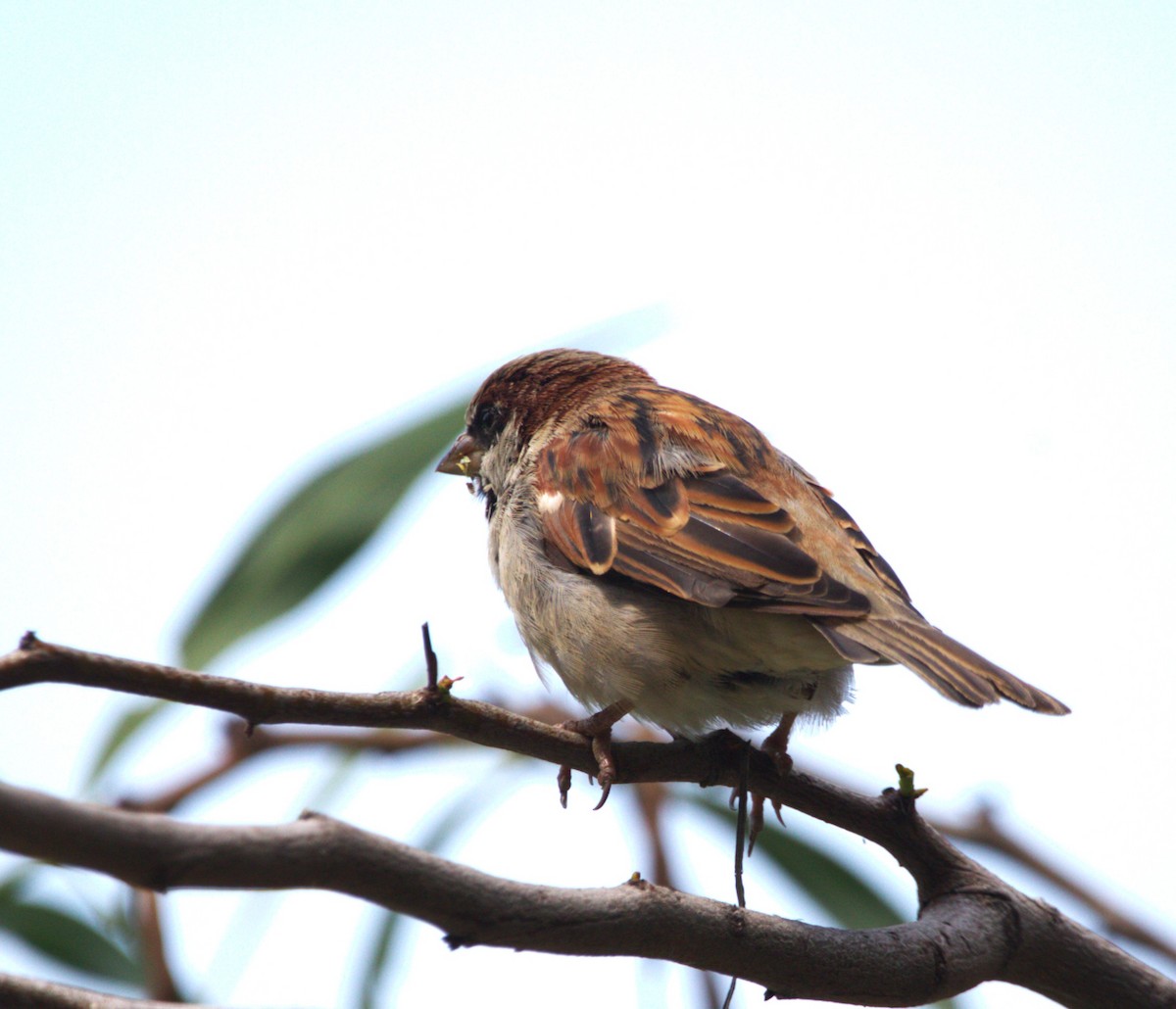 House Sparrow - ML644680349