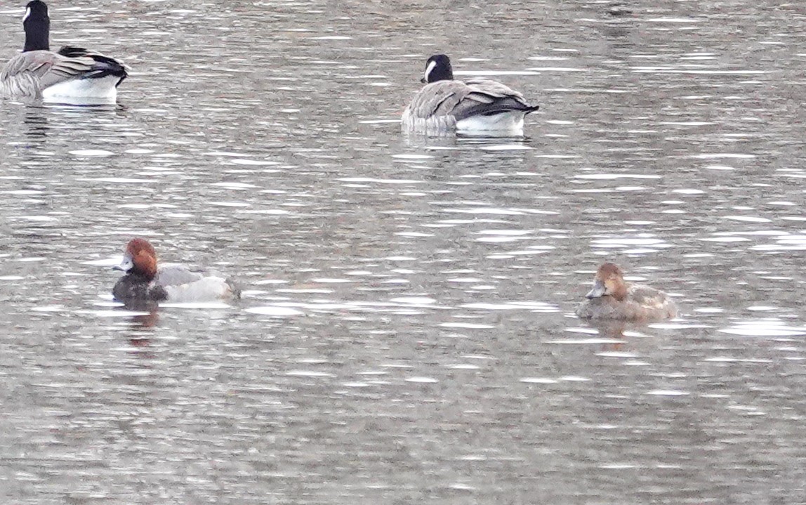 Redhead - ML644680350