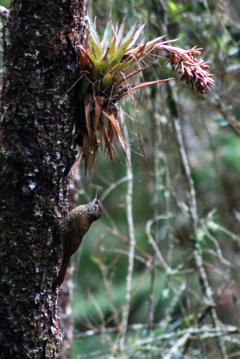 Дереволаз гірський - ML644680353