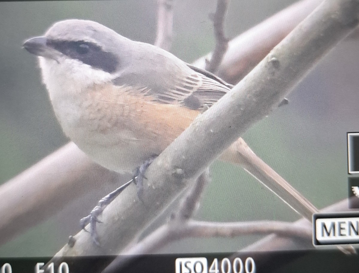 Brown Shrike - ML644680354