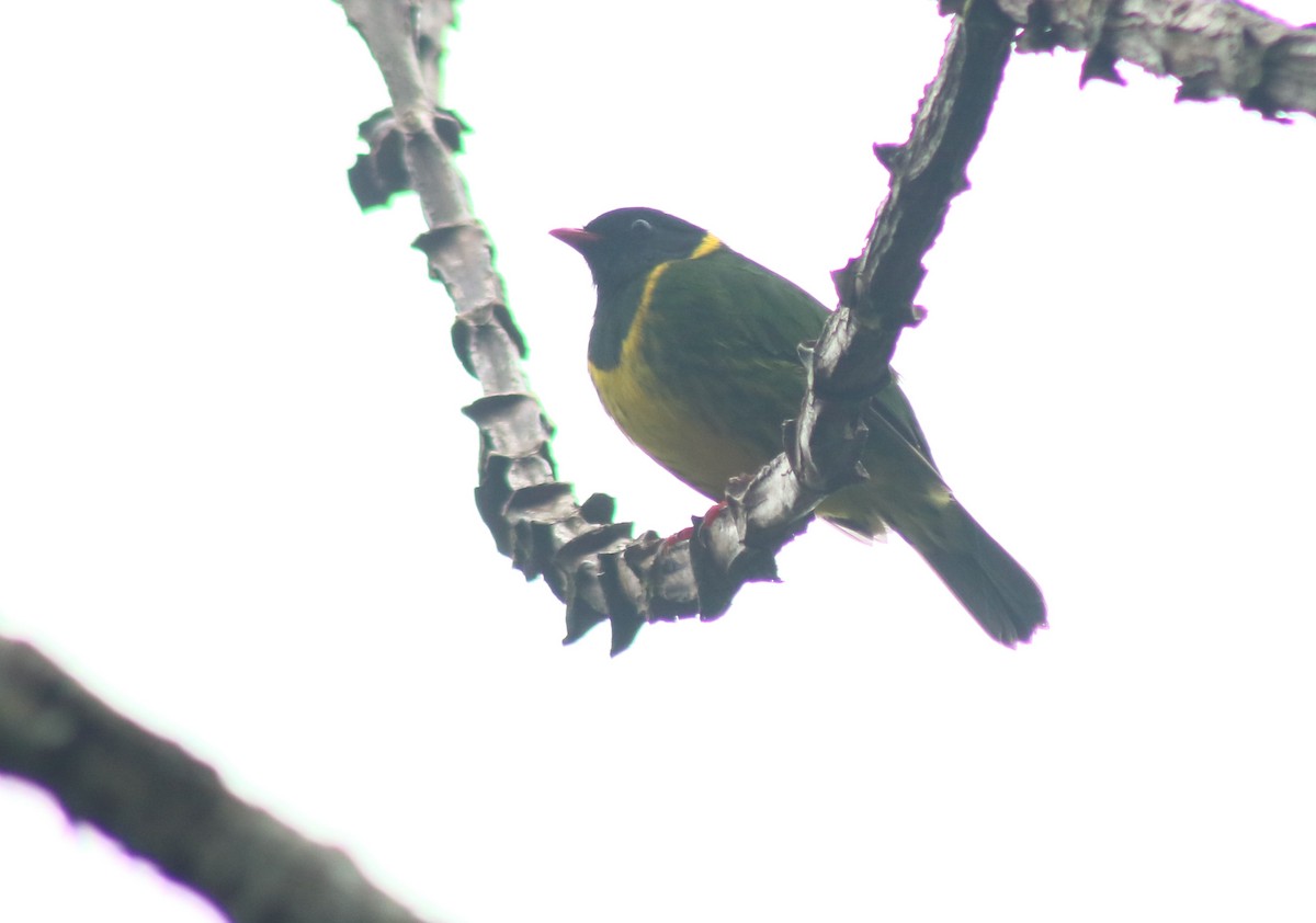 Green-and-black Fruiteater - ML644680356