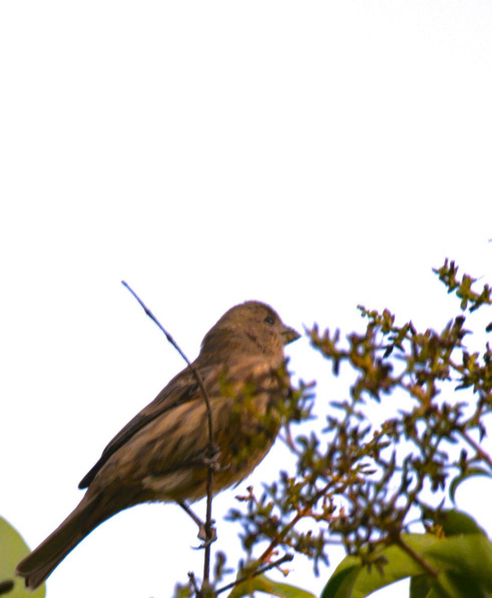 House Finch - ML644680361