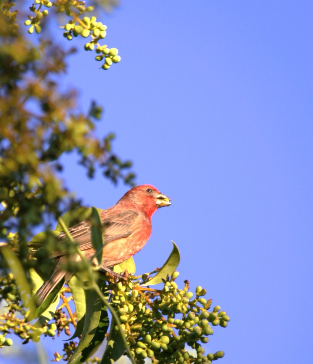 House Finch - ML644680362