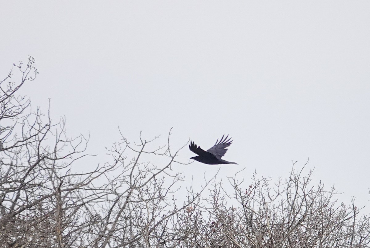 Крук звичайний - ML644680363