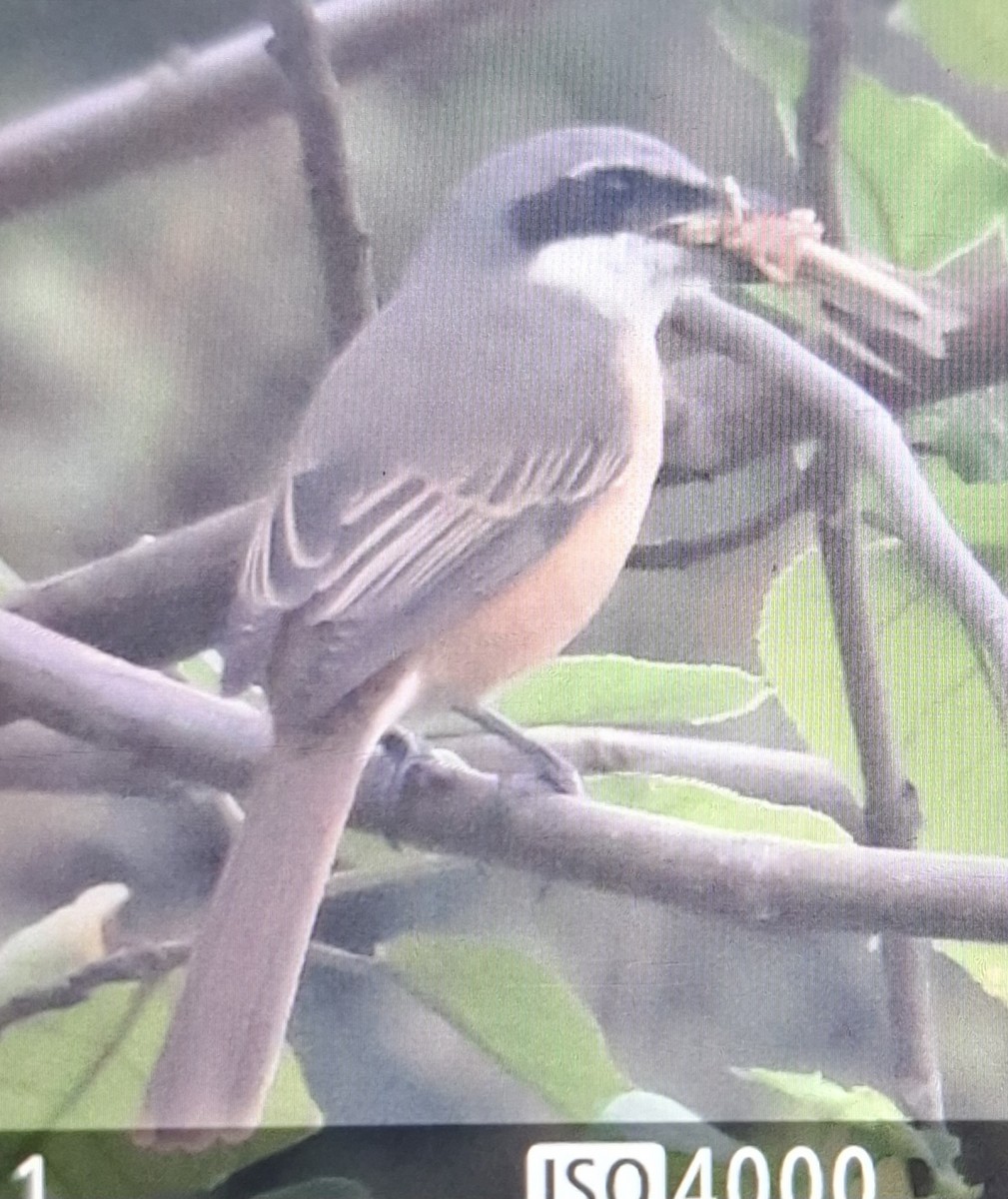 Brown Shrike - ML644680365