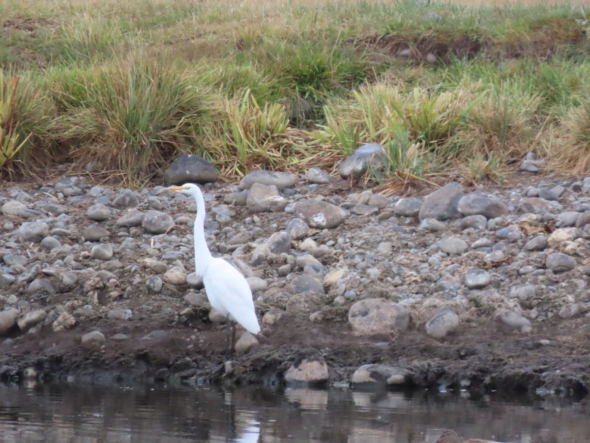 egretthegre - ML644680367