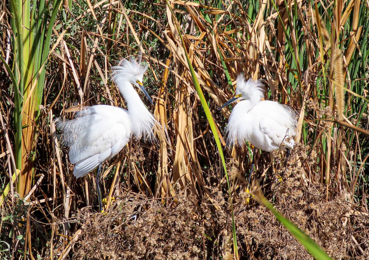 Snowy Egret - ML644680368