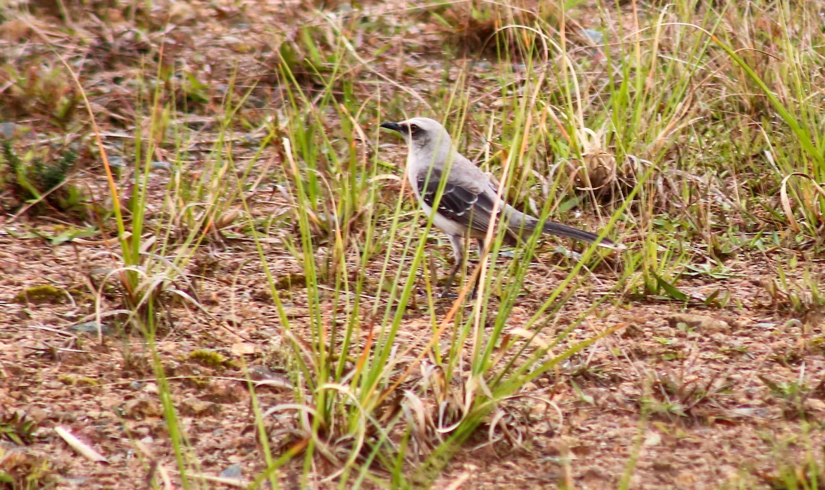 Tropikal Taklitçi - ML644680369