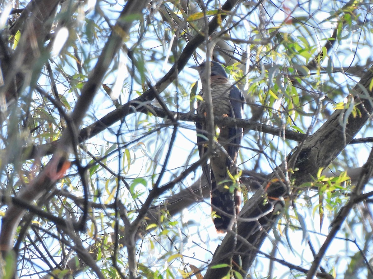 rødbrystgjøk - ML644680370