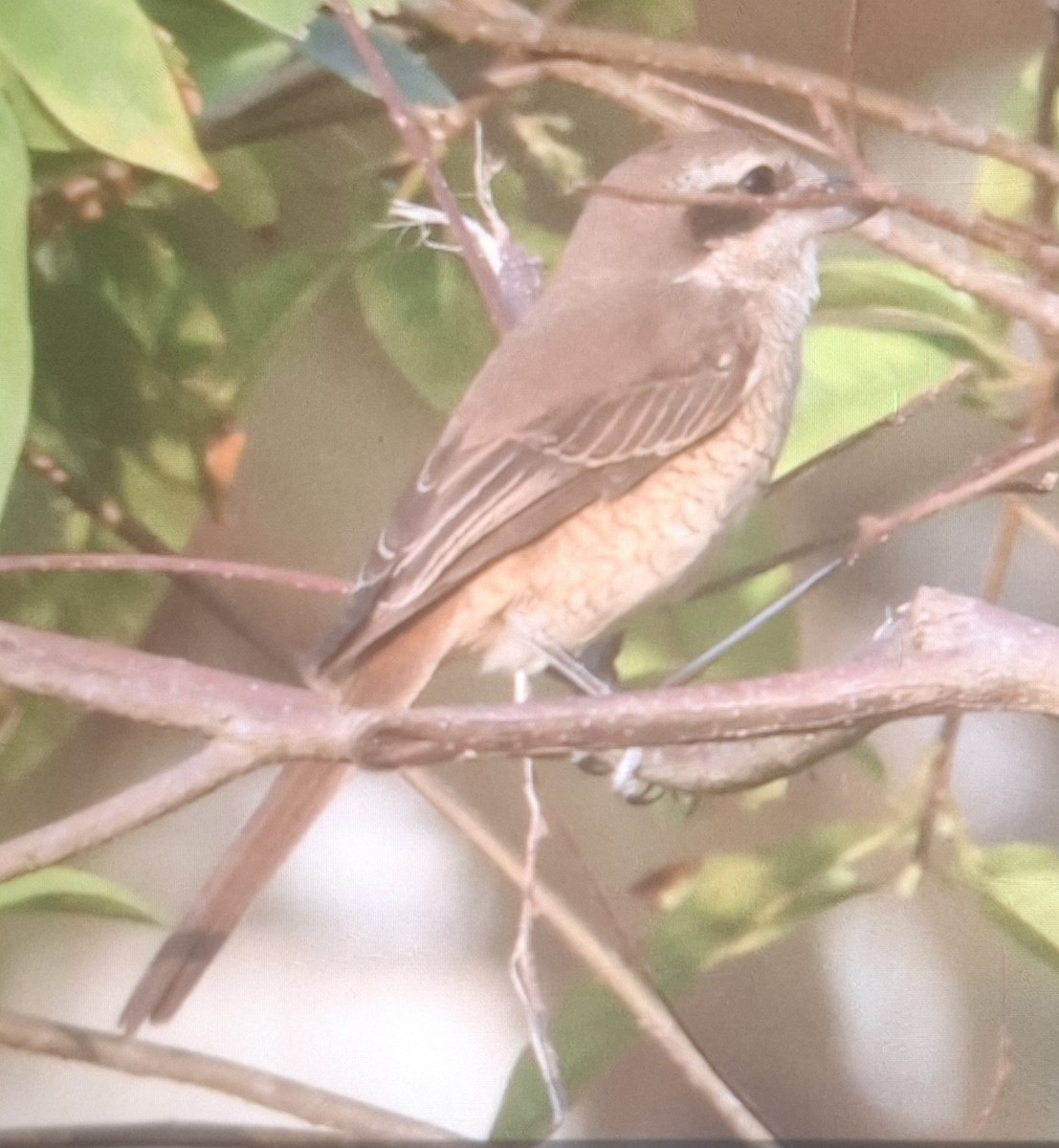 Brown Shrike - ML644680371