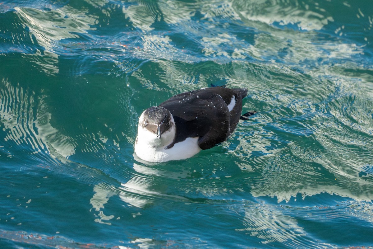 Razorbill - ML644680372