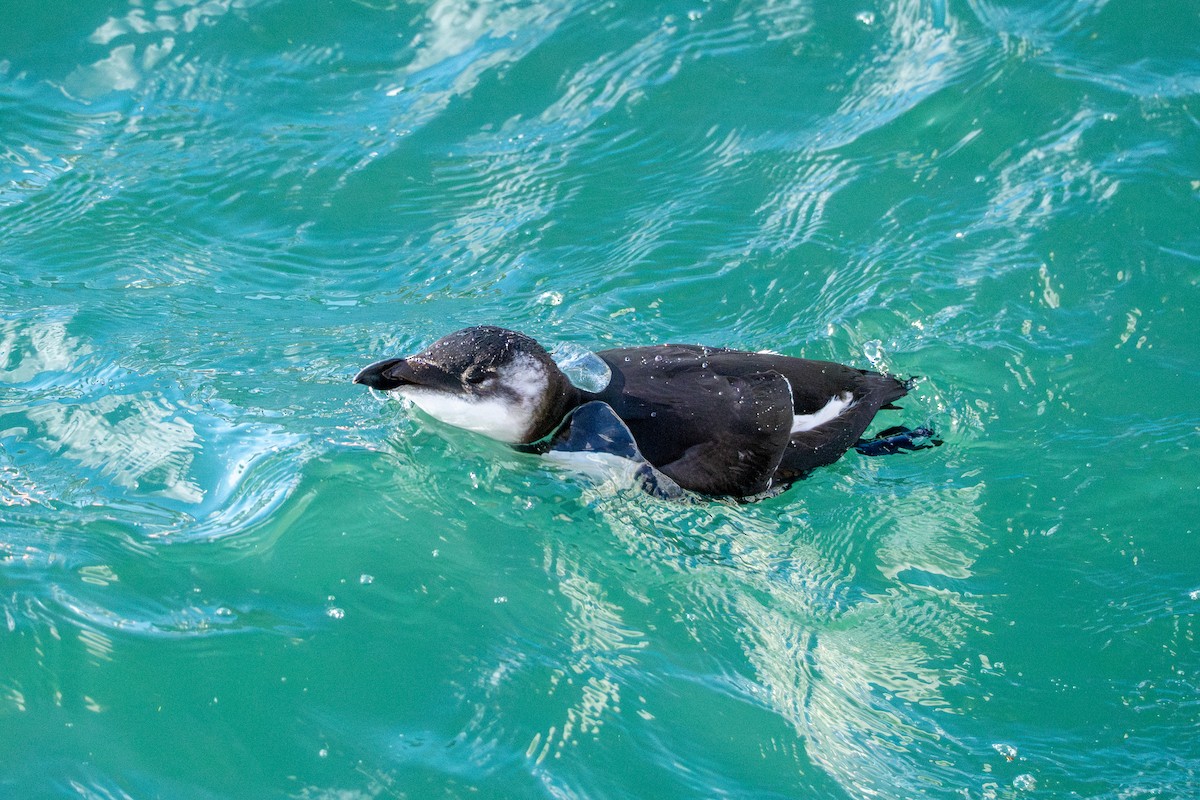 Razorbill - ML644680374