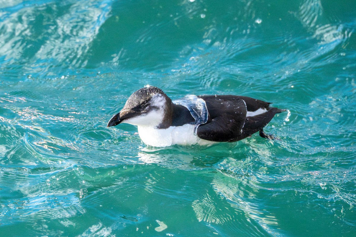 Razorbill - ML644680375