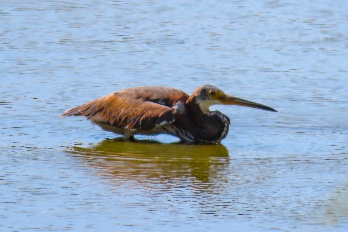 Tricolored Heron - ML644680376