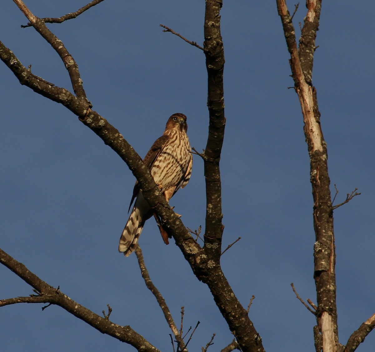 trostehauk - ML644680378