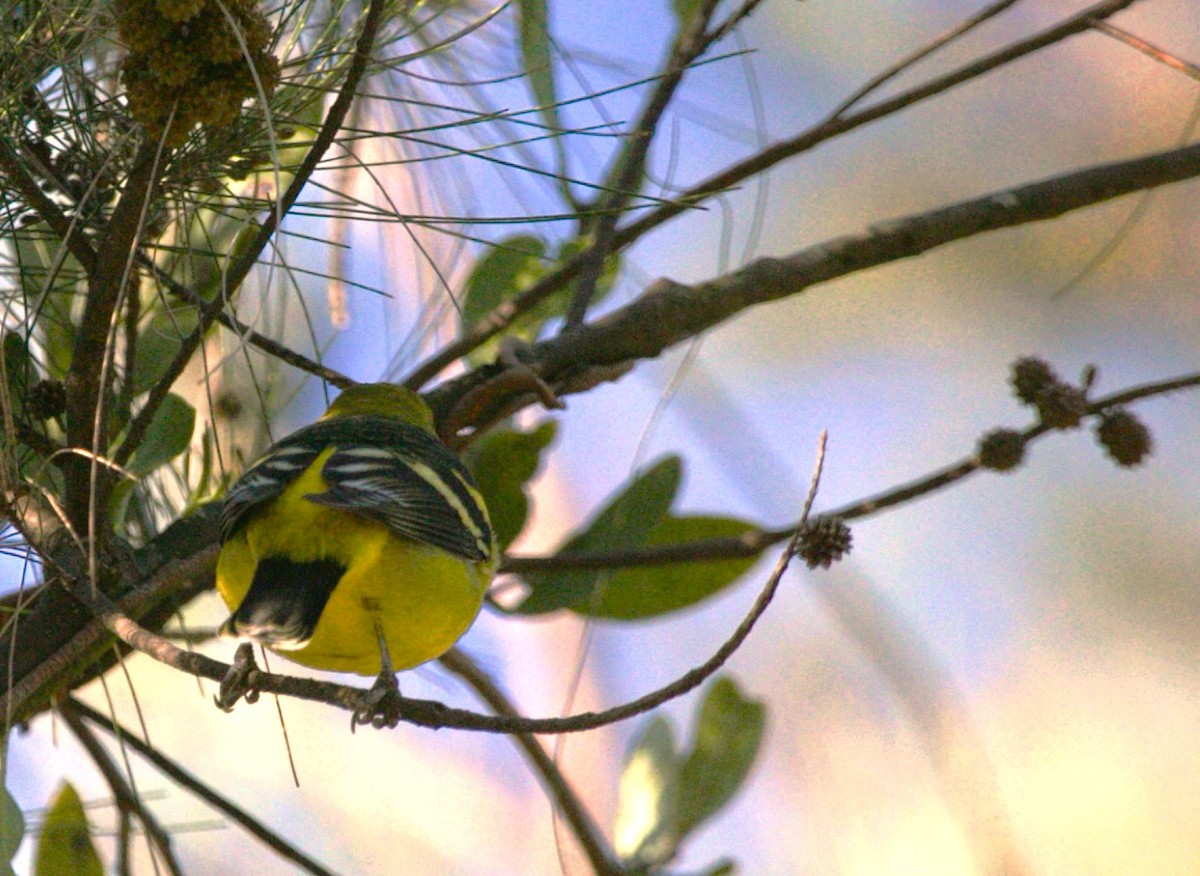 Western Tanager - ML644680380