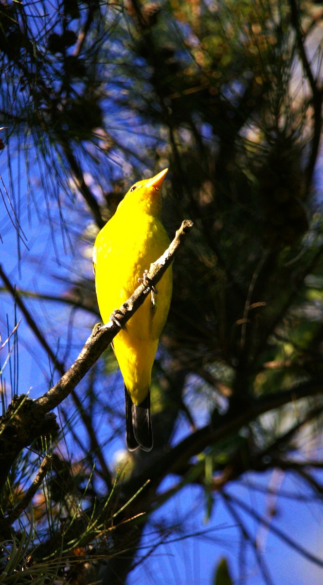 Western Tanager - ML644680381