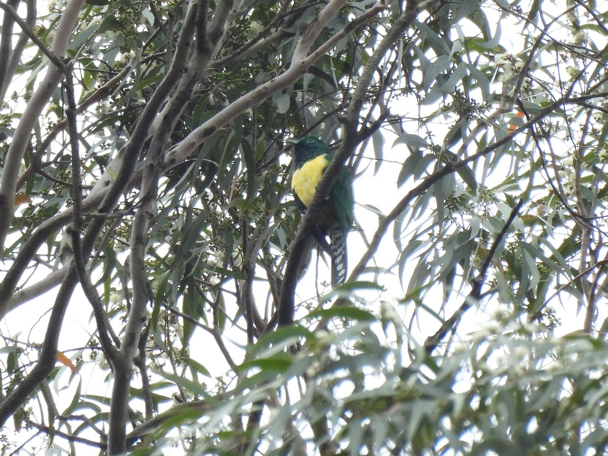 smaragdgjøk - ML644680397