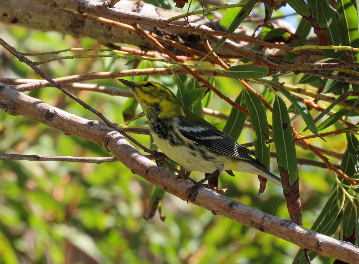 Black-throated Green Warbler - ML644680400