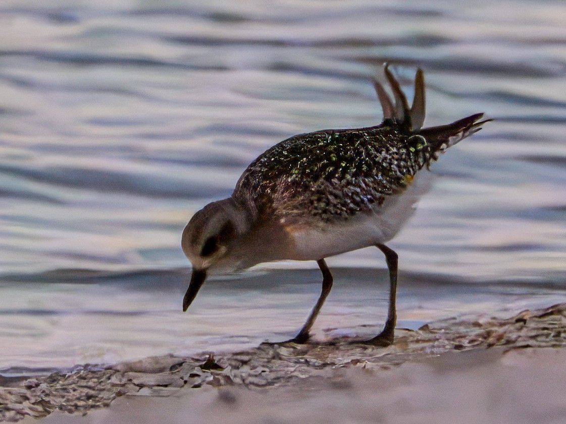 tundralo - ML644680401