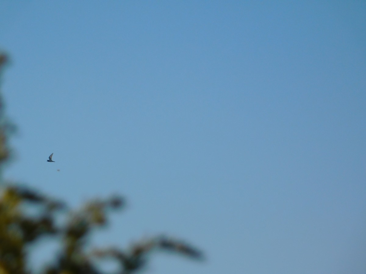 ringnebbmåke - ML644680402